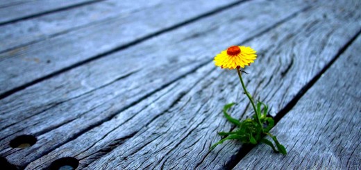 SmallCap Growth Portfolio 2