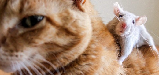 Piggyback Portfolio 8