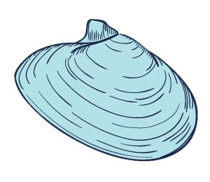 Shell 2