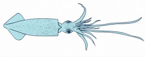 Squid