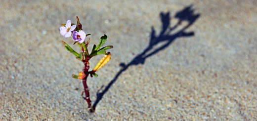 SmallCap Growth Portfolio