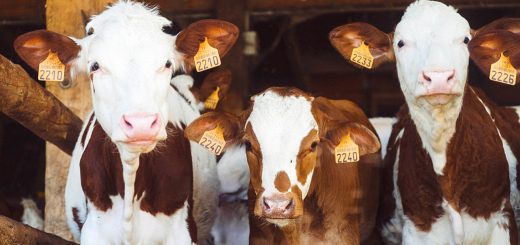 Weekly Roundup, 5th July 2016