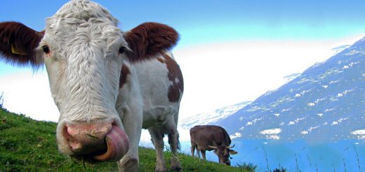 Weekly Roundup, 12th July 2016