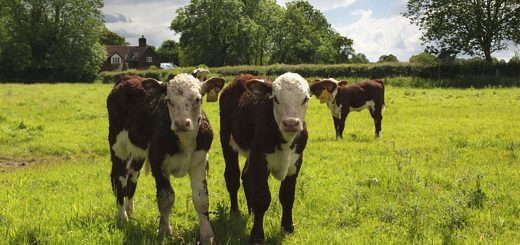 Weekly Roundup, 19th July 2016