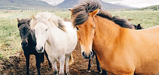 Weekly Roundup, 9th August 2016