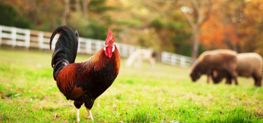 Weekly Roundup, 4th October 2016