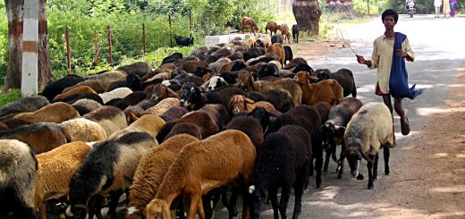 Weekly Roundup, 11th October 2016