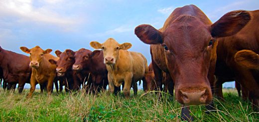 Weekly Roundup, 25th October 2016