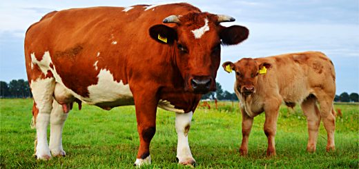 Weekly Roundup, 2nd November 2016