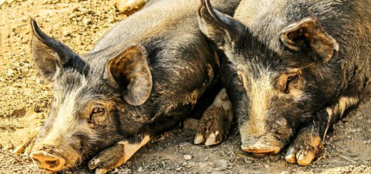 Weekly Roundup, 13th December 2016