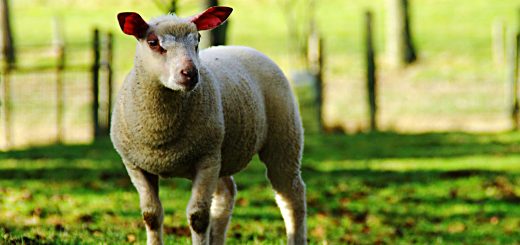 Weekly Roundup, 24th January 2017