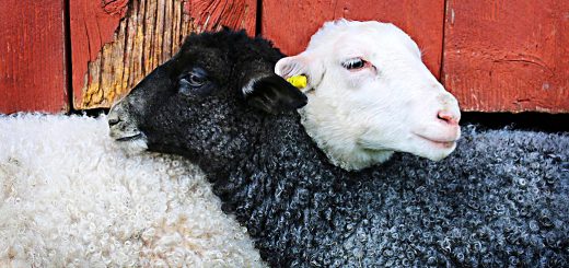 Weekly Roundup, 31st January 2017