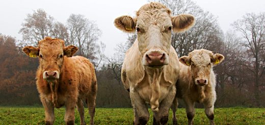 Weekly Roundup, 7th February 2017