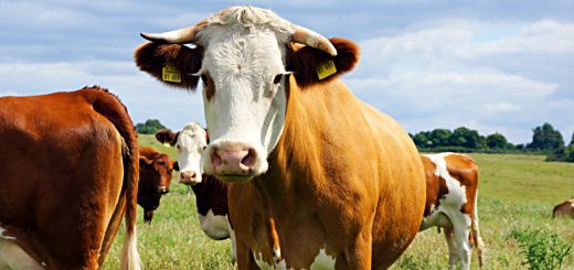 Weekly Roundup, 28th March 2017