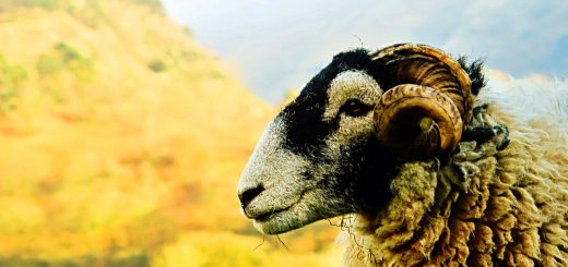 Weekly Roundup, 11th April 2017