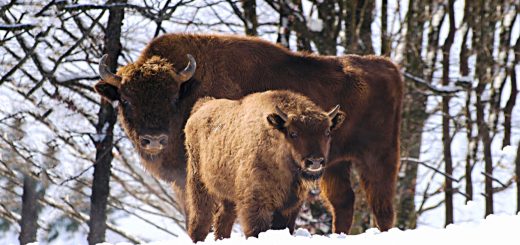 Weekly Roundup, 2nd May 2017