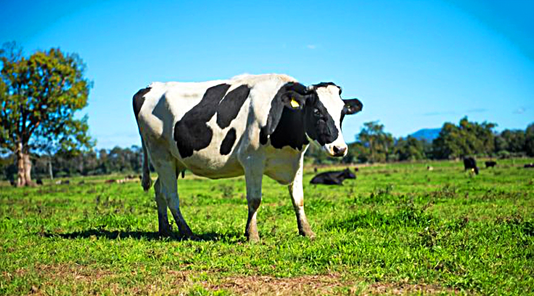 Weekly Roundup, 9th May 2017