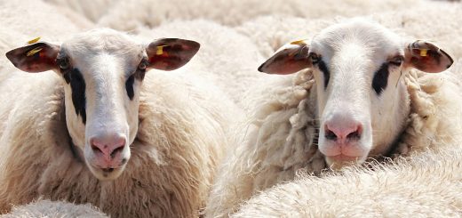 Weekly Roundup, 16th May 2017