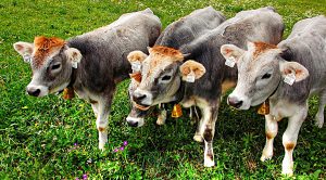 Weekly Roundup, 30th may 2017 (Weekly Roundup, 30th May 2017)