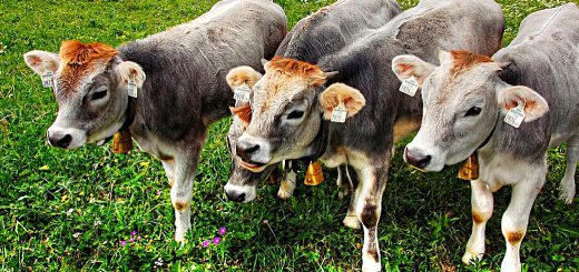 Weekly Roundup, 30th may 2017