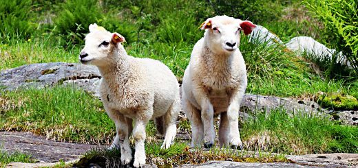 Weekly Roundup, 6th June 2017