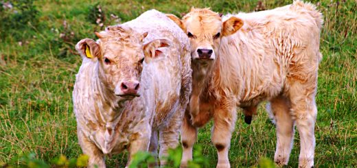 Weekly Roundup. 17th June 2017