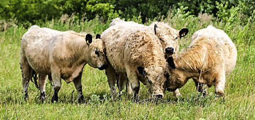 Weekly Roundup, 20th June 2017