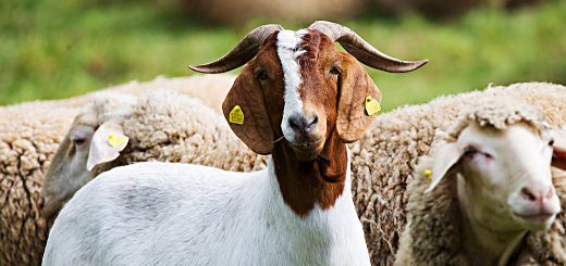 Weekly Roundup, 27th June 2017