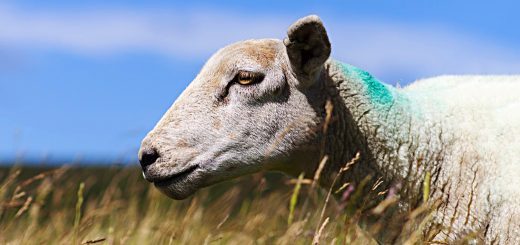 Weekly Roundup, 4th July 2017