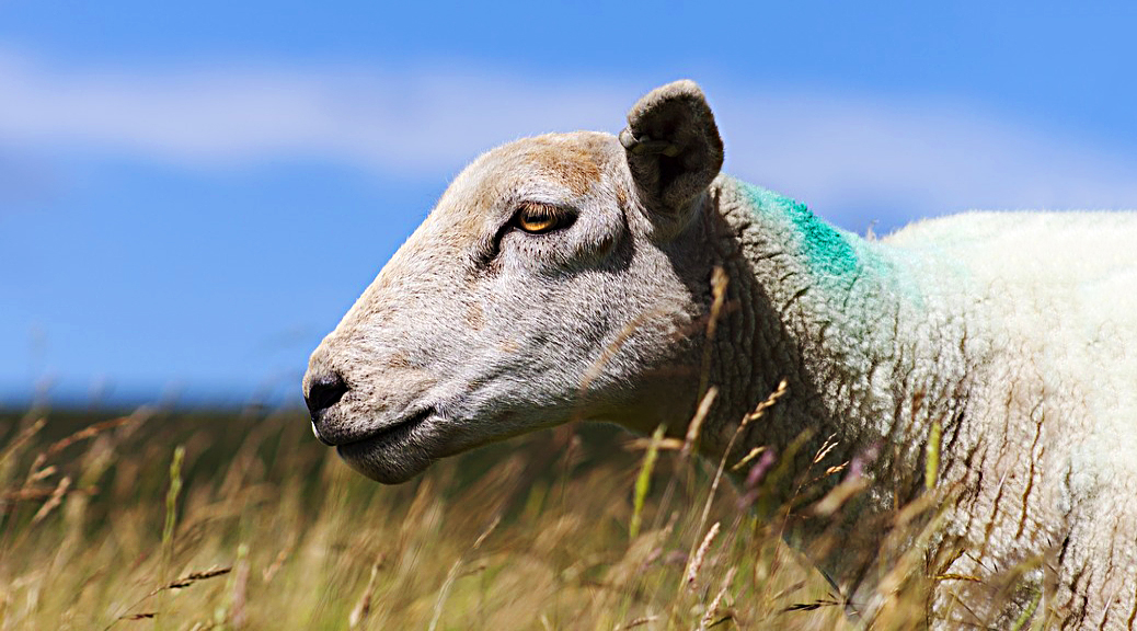 Weekly Roundup, 4th July 2017