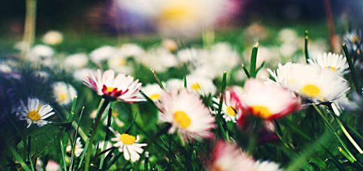 Weekly Roundup, 8th August 2017