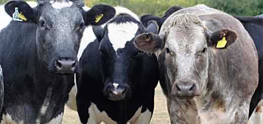 Weekly Roundup, 15th August 2017