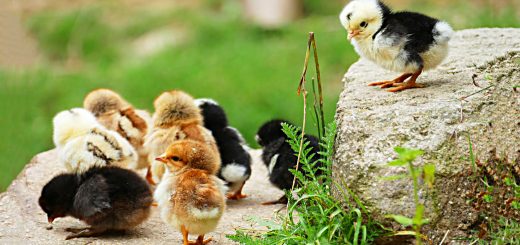 Weekly Roundup, 22nd August 2017