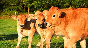 Weekly Roundup (Weekly Roundup, 26th September 2017)