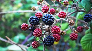 SGAP 2 point zero (SmallCap Growth Aim Portfolio 19 &ndash; New Blood (SGAP 2.0))