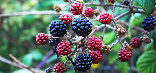 SmallCap Growth AIM portfolio