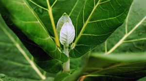 SmallCap Growth AIM Portfolio (SmallCap Growth Aim Portfolio 18 &ndash; Company Reviews)