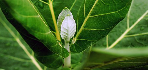 SmallCap Growth AIM Portfolio