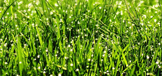 SmallCap Growth AIM Portfolio