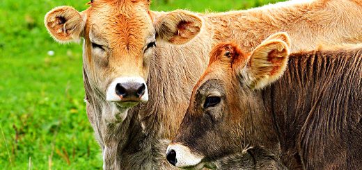 Weekly Roundup, 3rd October 2017