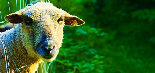 Weekly Roundup, 10th October 2017