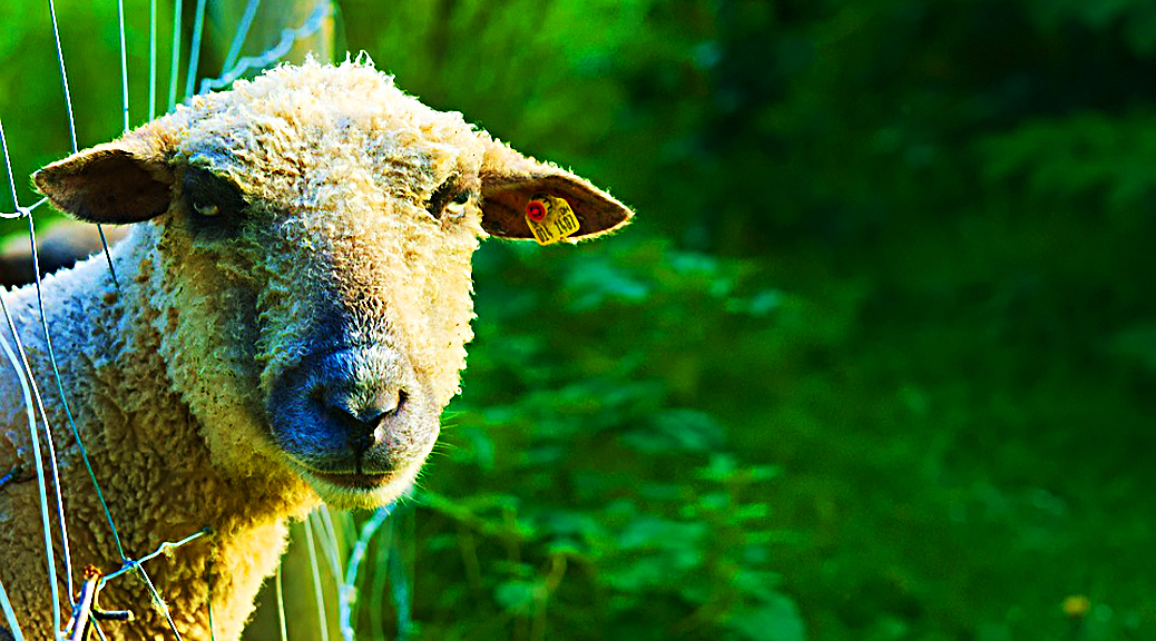 Weekly Roundup, 10th October 2017