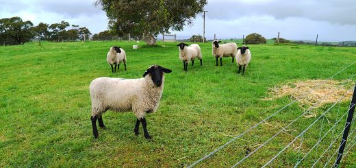 Weekly Roundup, 17th October 2017