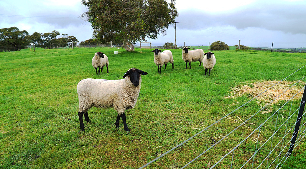 Weekly Roundup, 17th October 2017