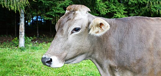 Weekly Roundup, 31st October 2017