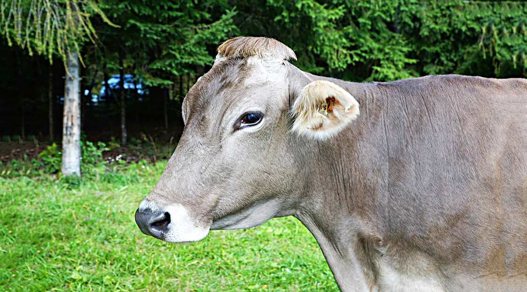 Weekly Roundup, 31st October 2017