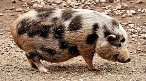 Piggyback 13 (Piggyback Portfolio 13 &ndash; Company Reviews)