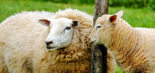 Weekly Roundup, 14th November 2017