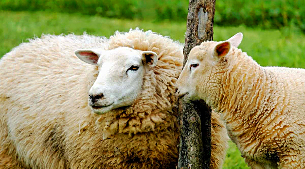 Weekly Roundup, 14th November 2017