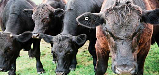 Weekly Roundup, 21st November 2017